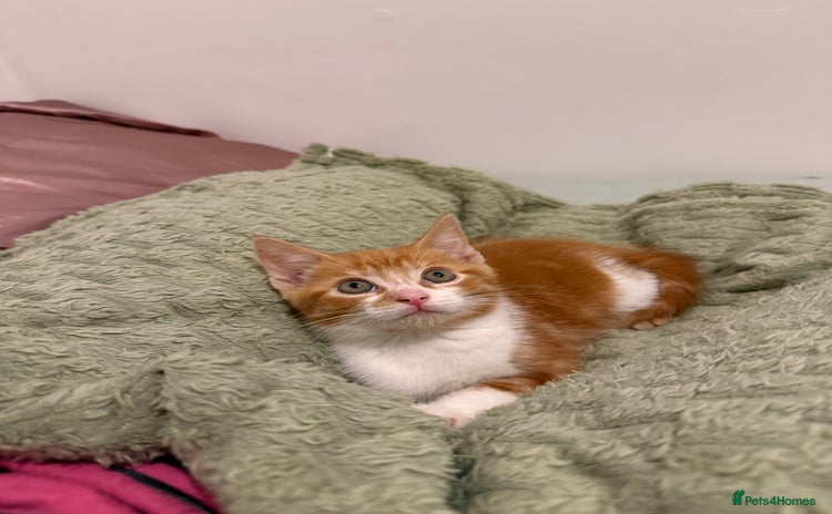 Mixed Breed cats - Advert 2