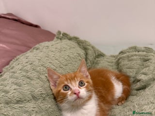 Mixed Breed cats - Advert 12