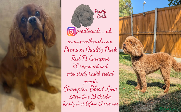 Cavapoo dogs - Advert 16