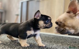 French Bulldog dogs for sale: Last French bulldog puppy - Image 10