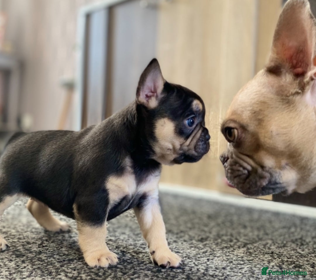 French Bulldog dogs for sale: Last French bulldog puppy - Image 10