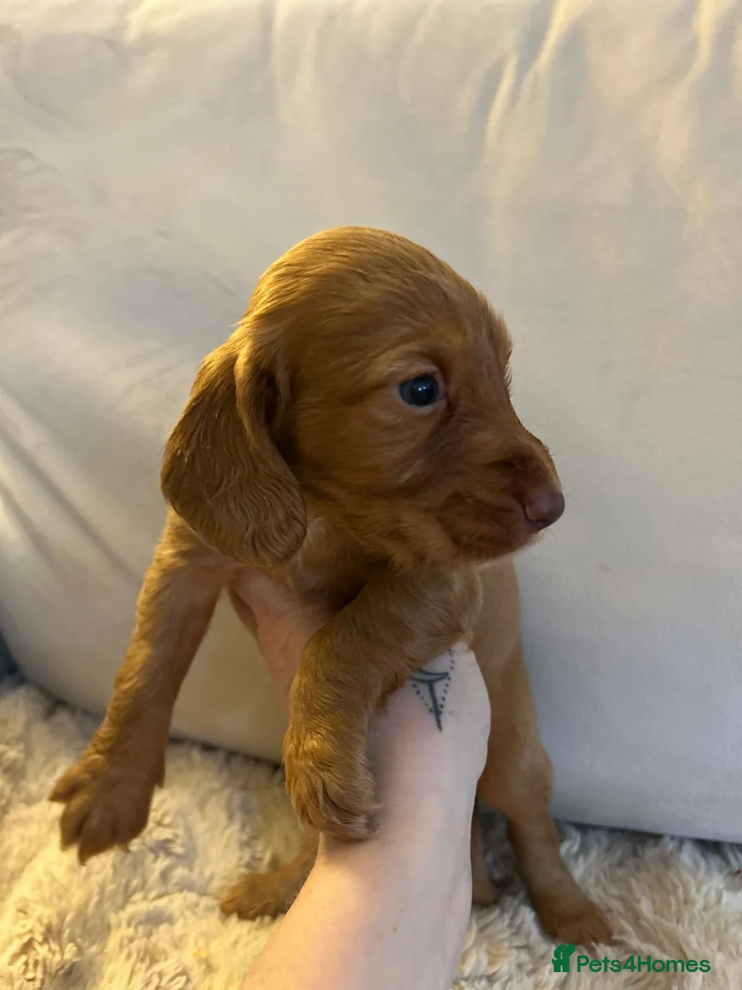 Cocker Spaniel dogs for sale: Working cocker spaniel puppies  - Advert 26