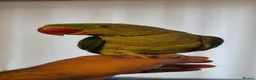 Ringnecks birds for sale: Alexandrian talking parrot, fully hand-tamed. in Walsall - Advert 7