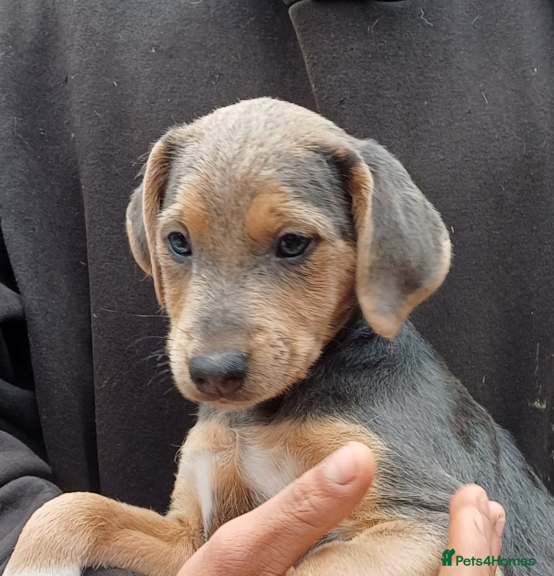 Jack Russell dogs for sale: Adorable Markiejack puppies - Image 18