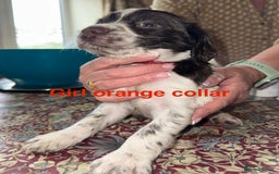 English Springer Spaniel dogs for sale: KC Springer Spaniel puppies 3 x girls available  in Hereford - Image 17