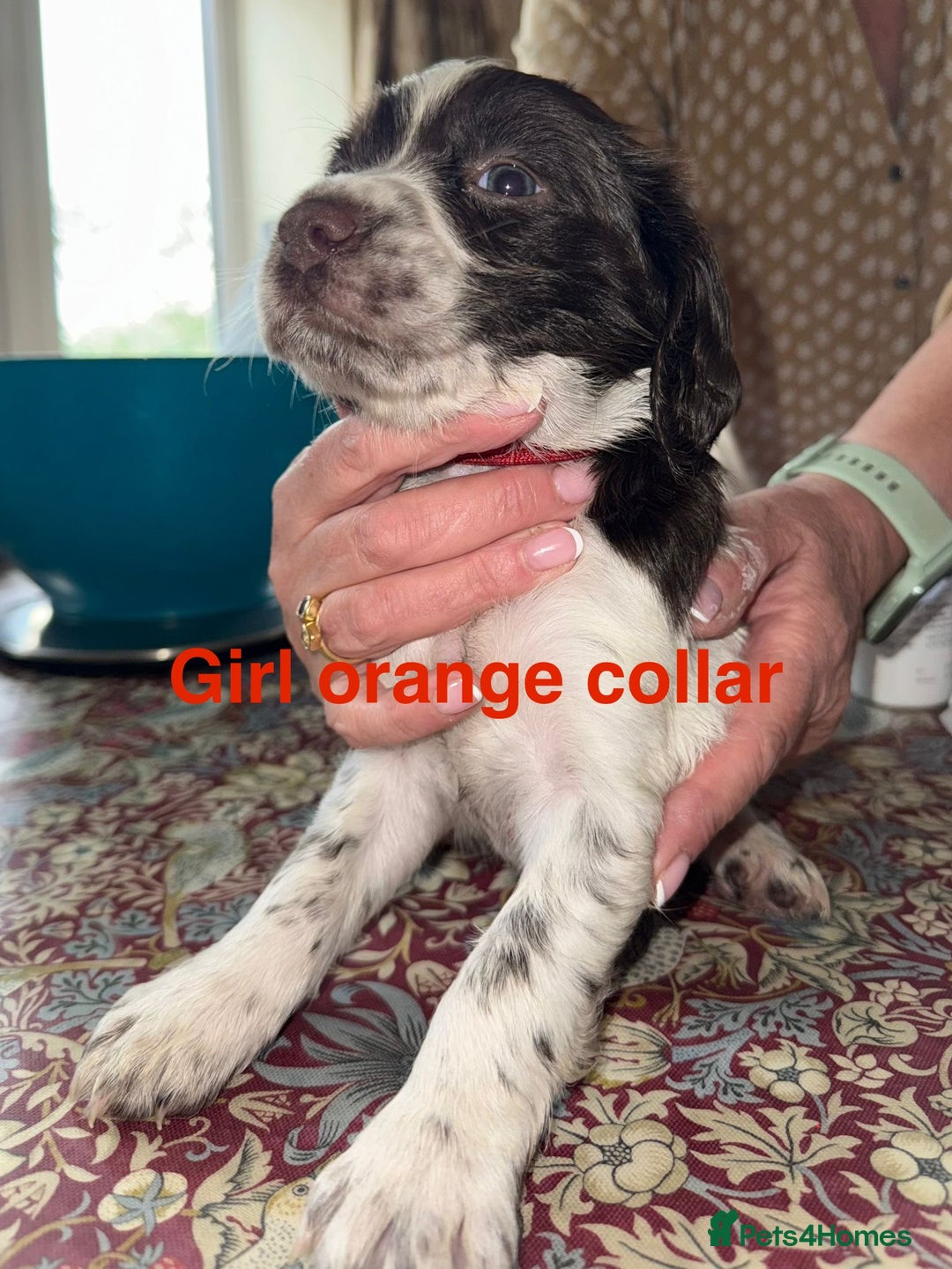 English Springer Spaniel dogs for sale: KC Springer Spaniel puppies 3 x girls available  in Hereford - Image 17