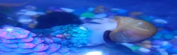 Bettas fish for sale: Purple Betta, 4 Corydoras, Catfish and Apple snail - Advert 4