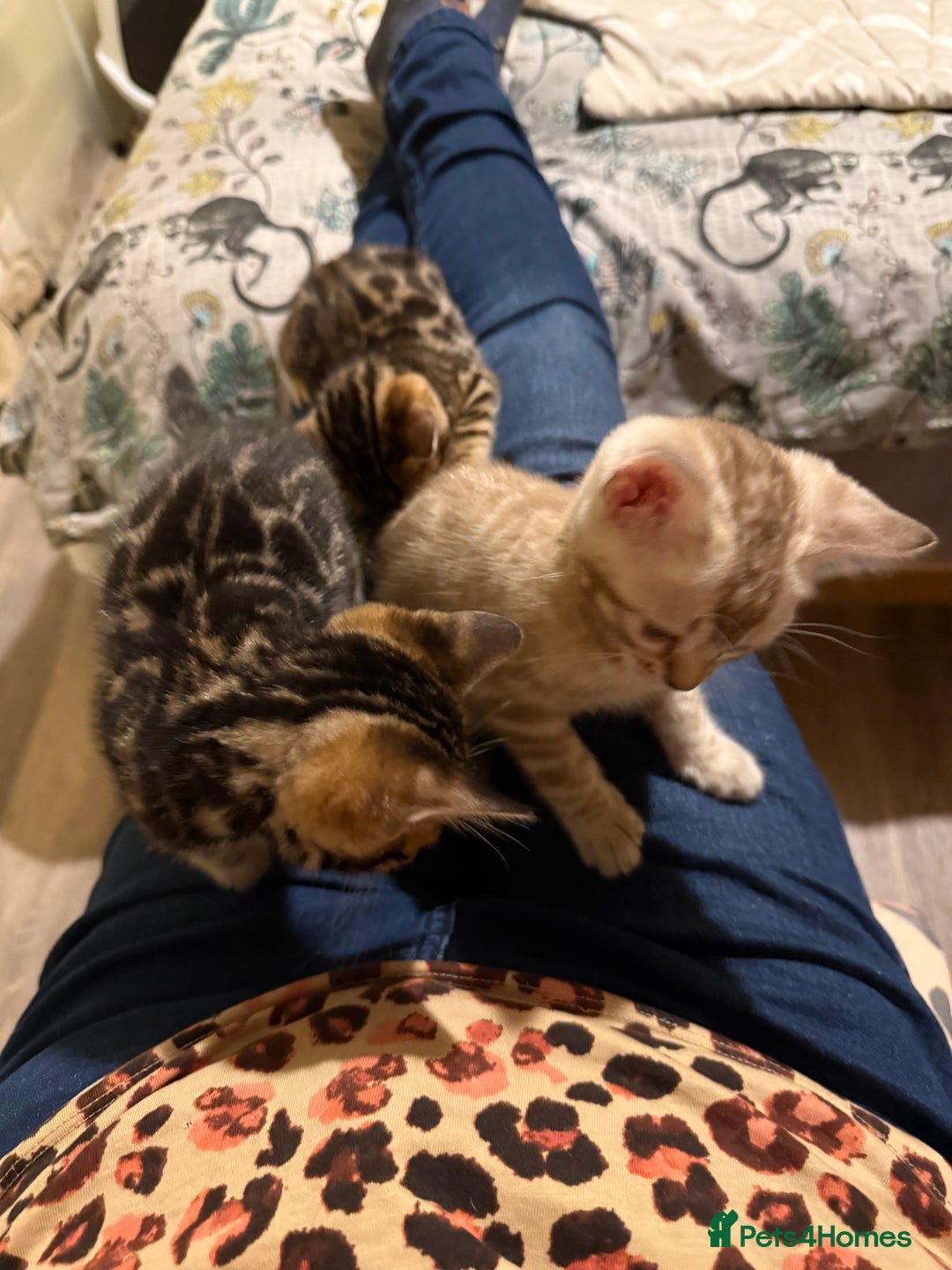 Bengal cats for sale: Pedigree TICA reg 🐾 Bengal Kittens 🐱  - Advert 5