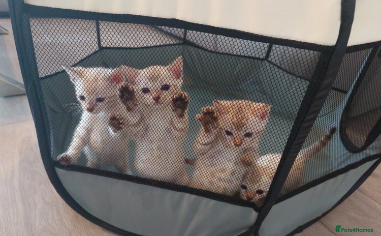 Bengal cats - Advert 13