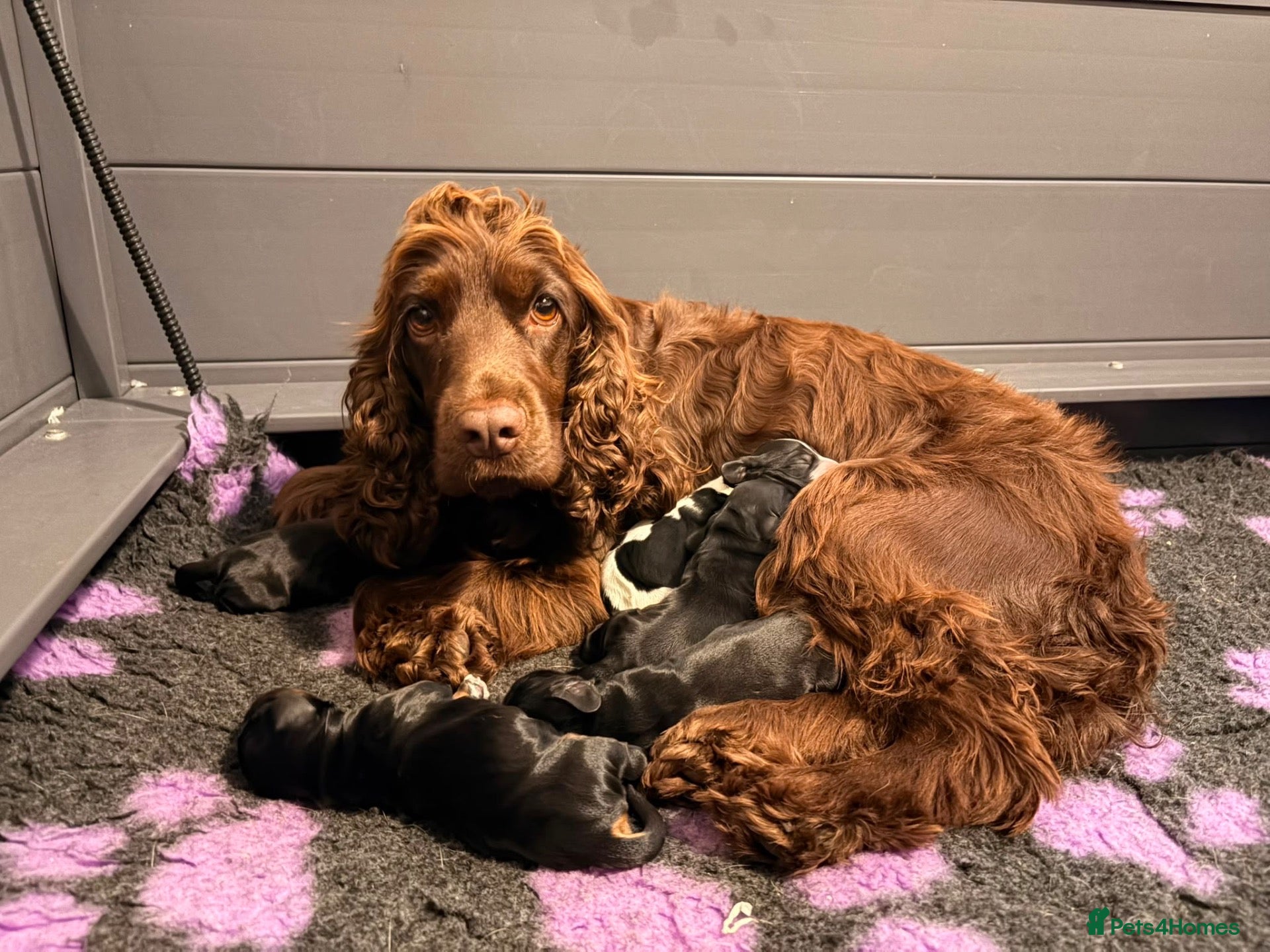 Cocker Spaniel dogs Stunning KC Show Cocker Spaniel - Advert 2