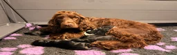Cocker Spaniel dogs for sale: Stunning KC Show Cocker Spaniel - Advert 6