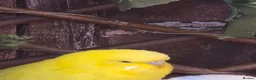 Budgerigars birds for sale: Mixed budgies in Durham - Advert 2