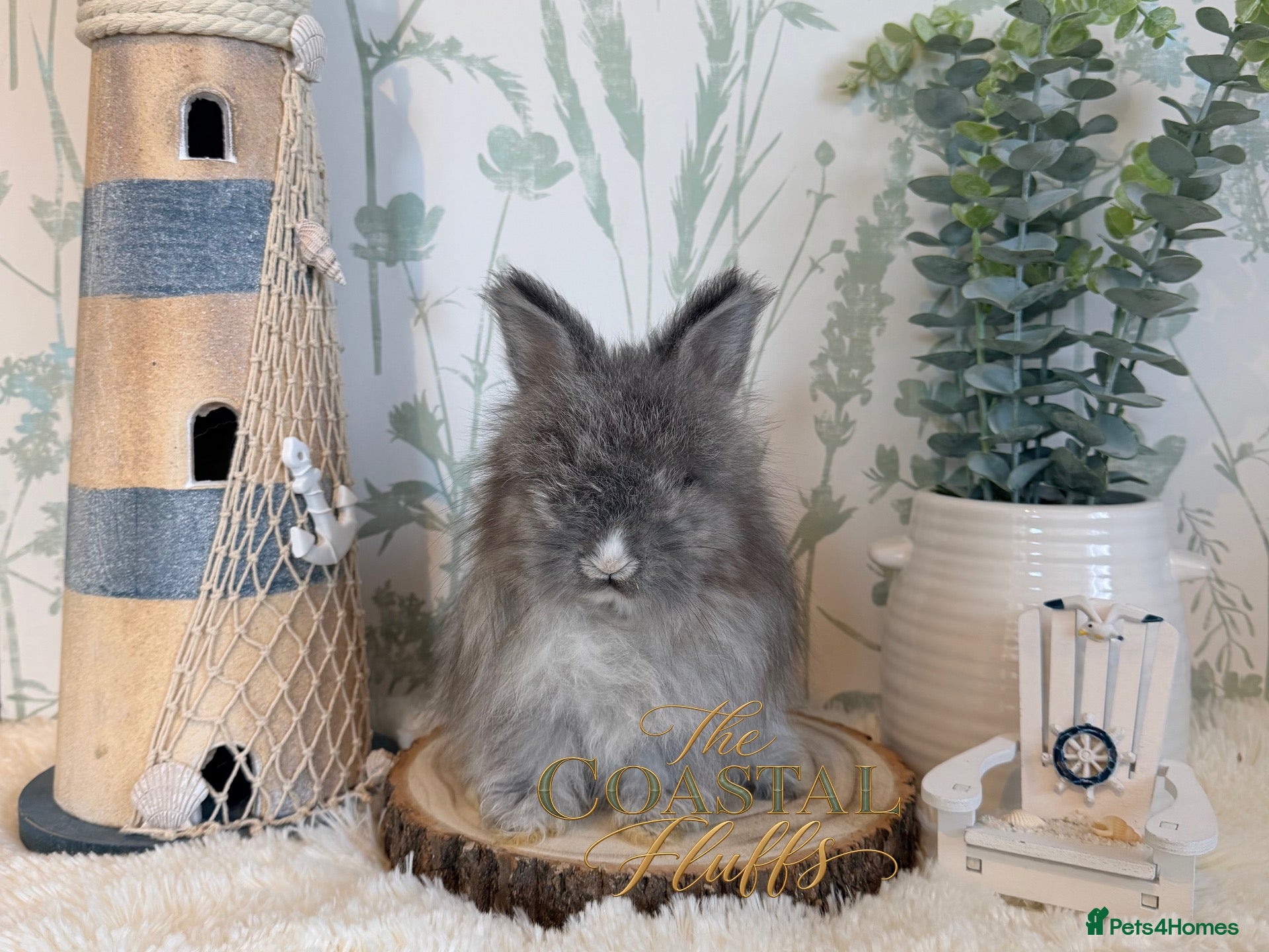 Angora rabbits Purebred English Angoras - Ready Now - Advert 5