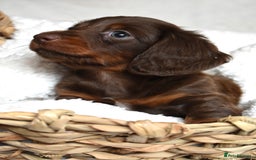 Dachshund dogs for sale: true miniature dachshund puppies  - Image 9