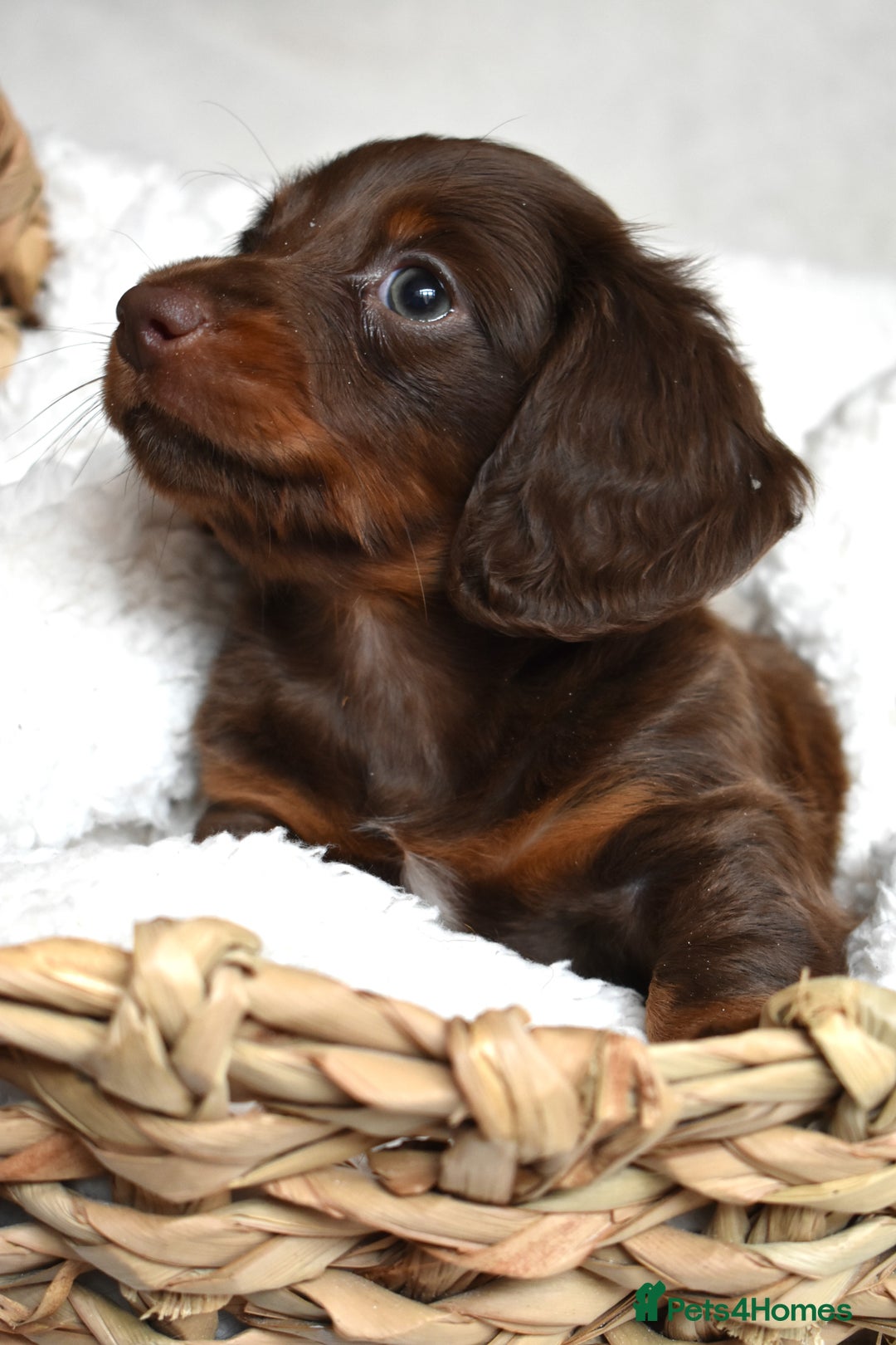 Dachshund dogs for sale: true miniature dachshund puppies  - Image 9