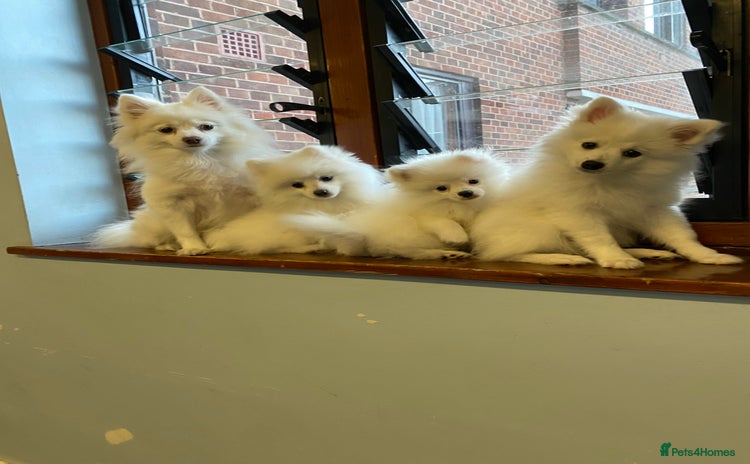 Pomeranian dogs - Advert 4