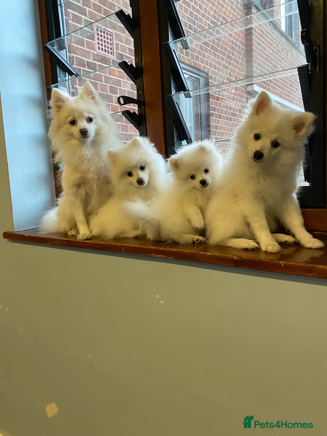 Pomeranian dogs for sale: Lovely Pomeranian - Image 1