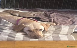 Labrador Retriever dogs for sale: Labrador puppies - Image 14