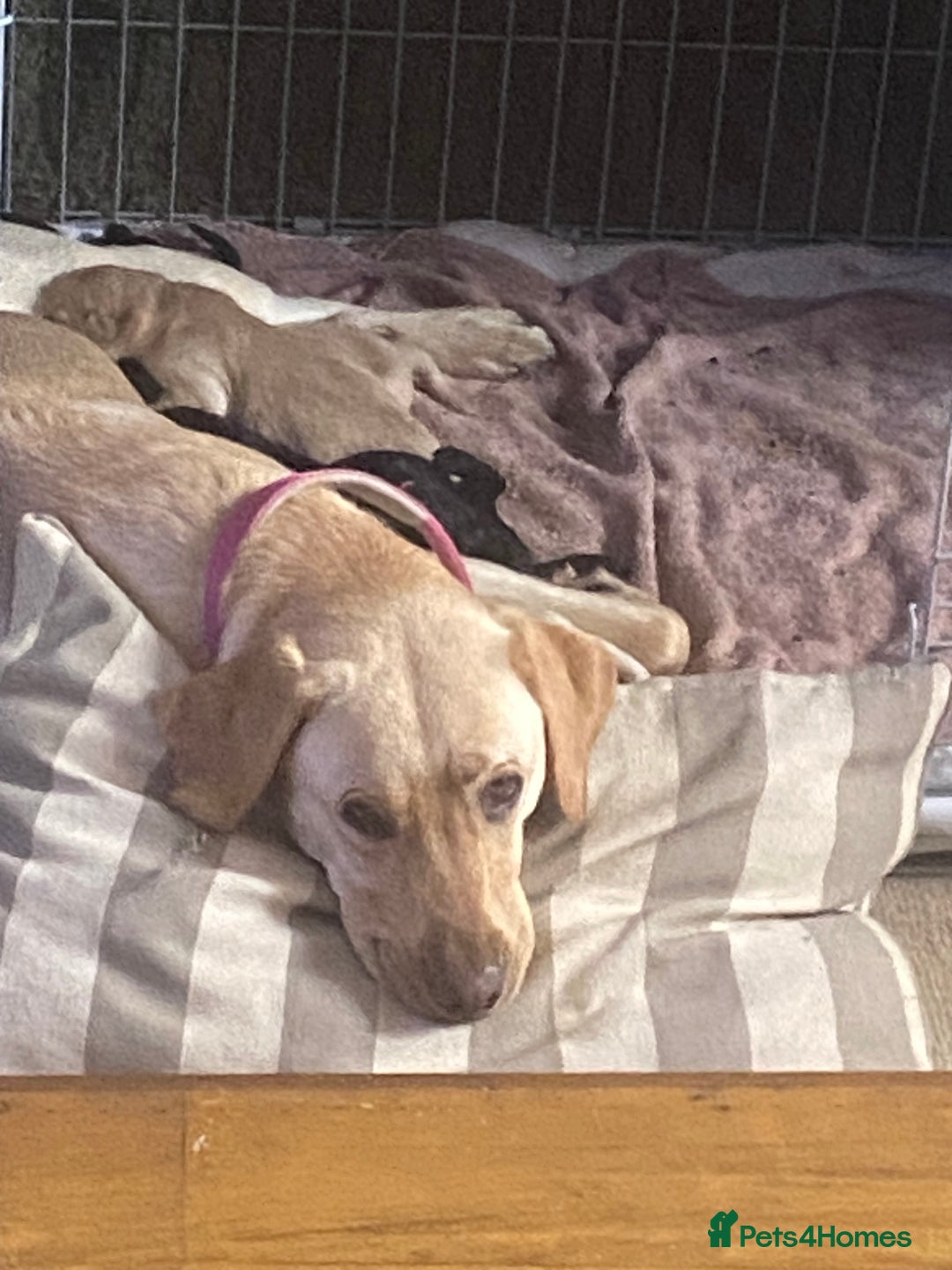 Labrador Retriever dogs for sale: Labrador puppies - Image 14