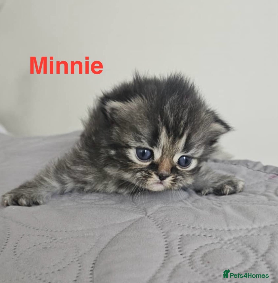 Persian cats for sale: Gorgeous litter of 6 PKD Negative Persian kittens - Image 9