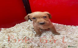 Labrador Retriever dogs for sale: Labrador Fox Red - Image 6