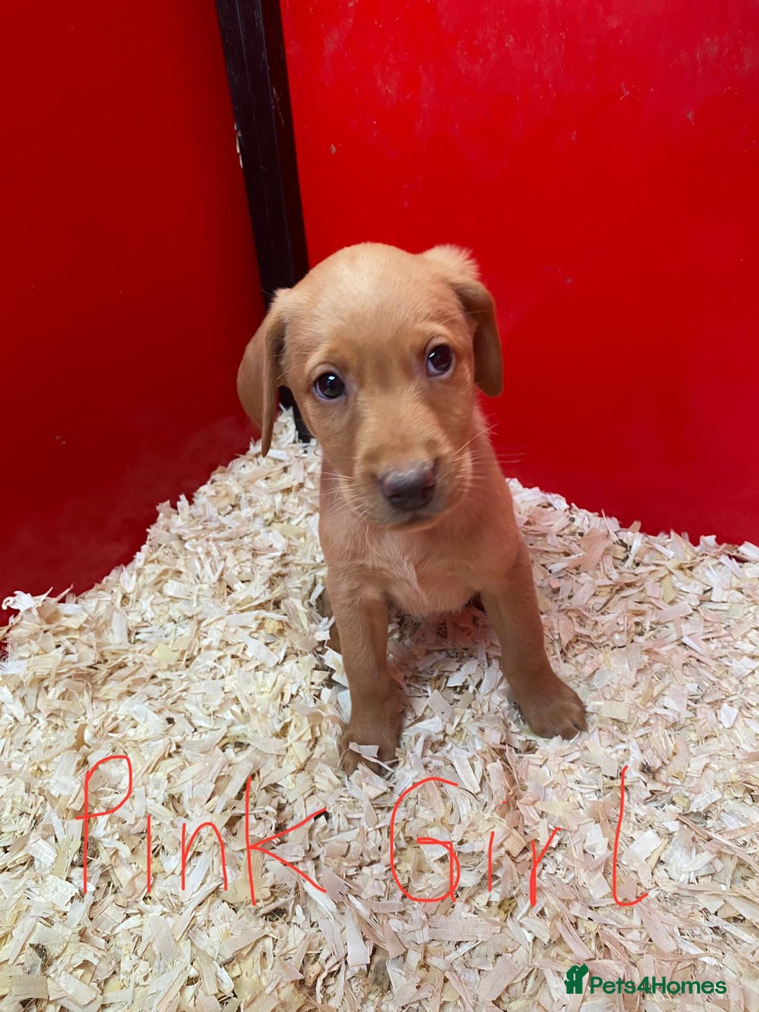 Labrador Retriever dogs for sale: Labrador Fox Red - Image 6