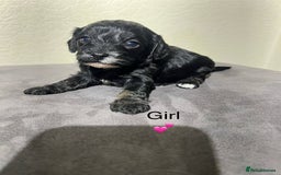 Cavapoo dogs for sale: Health tested cavapoos ready 8th december - Image 10