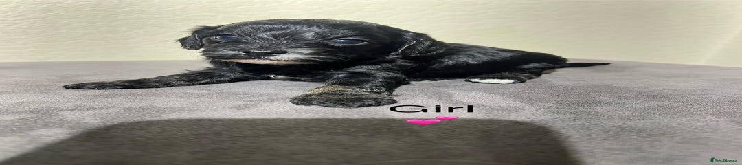 Cavapoo Puppy 4 black and tan