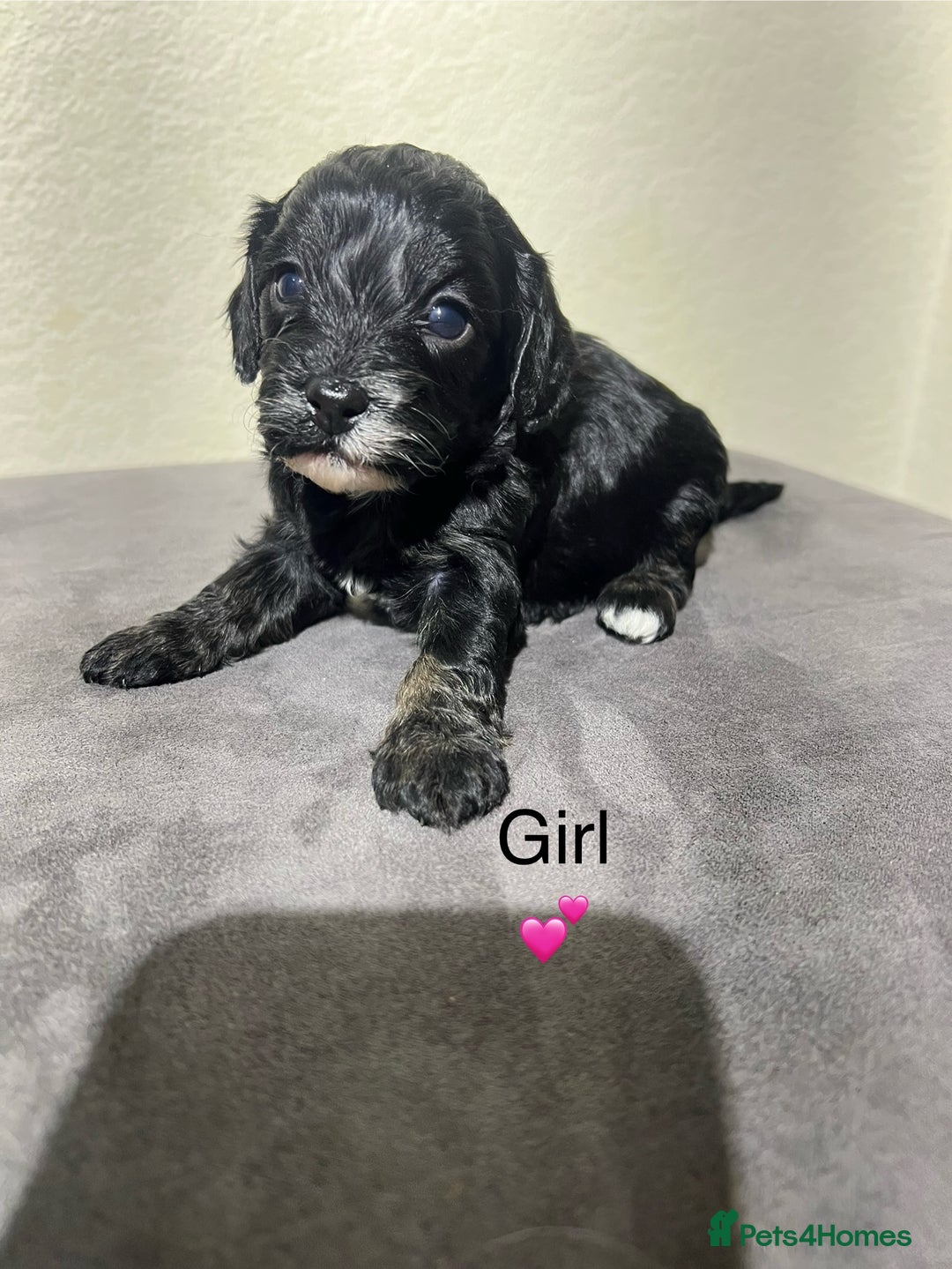 Cavapoo dogs for sale: Health tested cavapoos ready 8th december - Image 10