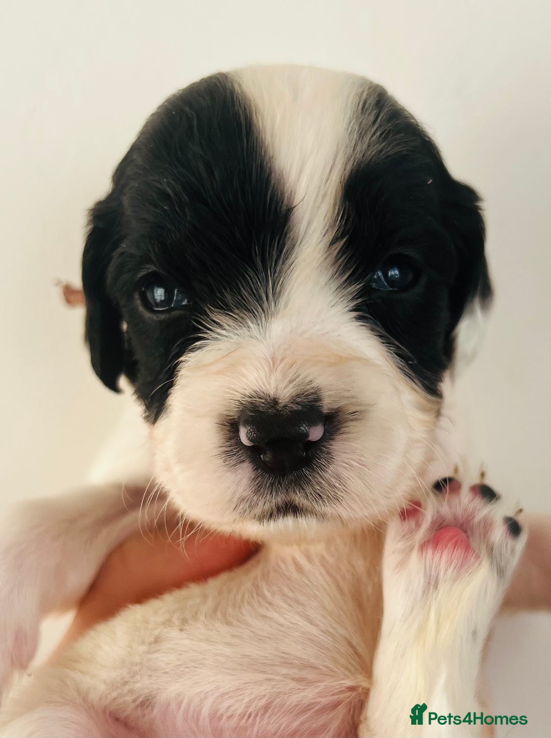 Sprocker dogs for sale: Sprocker/Cocker Puppies - Image 11