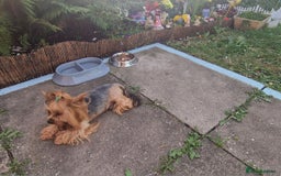 Yorkshire Terrier dogs for sale: Adult York Terrier for sale  - Image 16