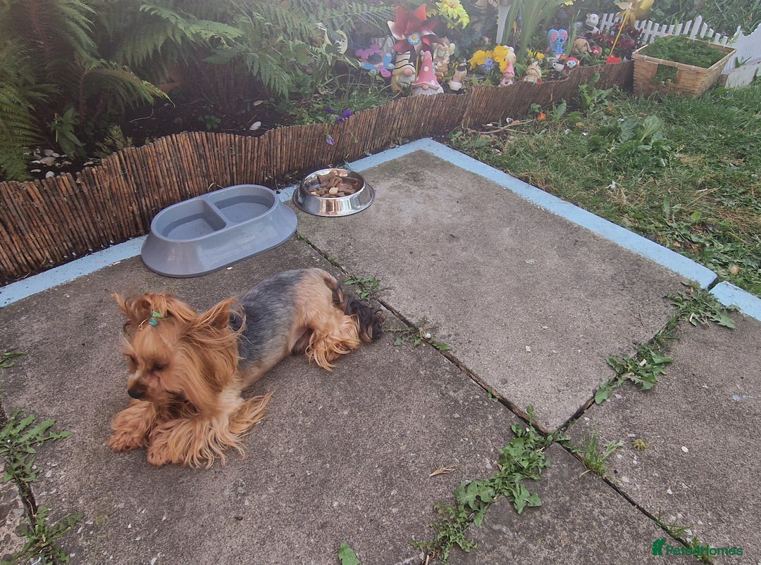 Yorkshire Terrier dogs for sale: Adult York Terrier for sale  - Image 16