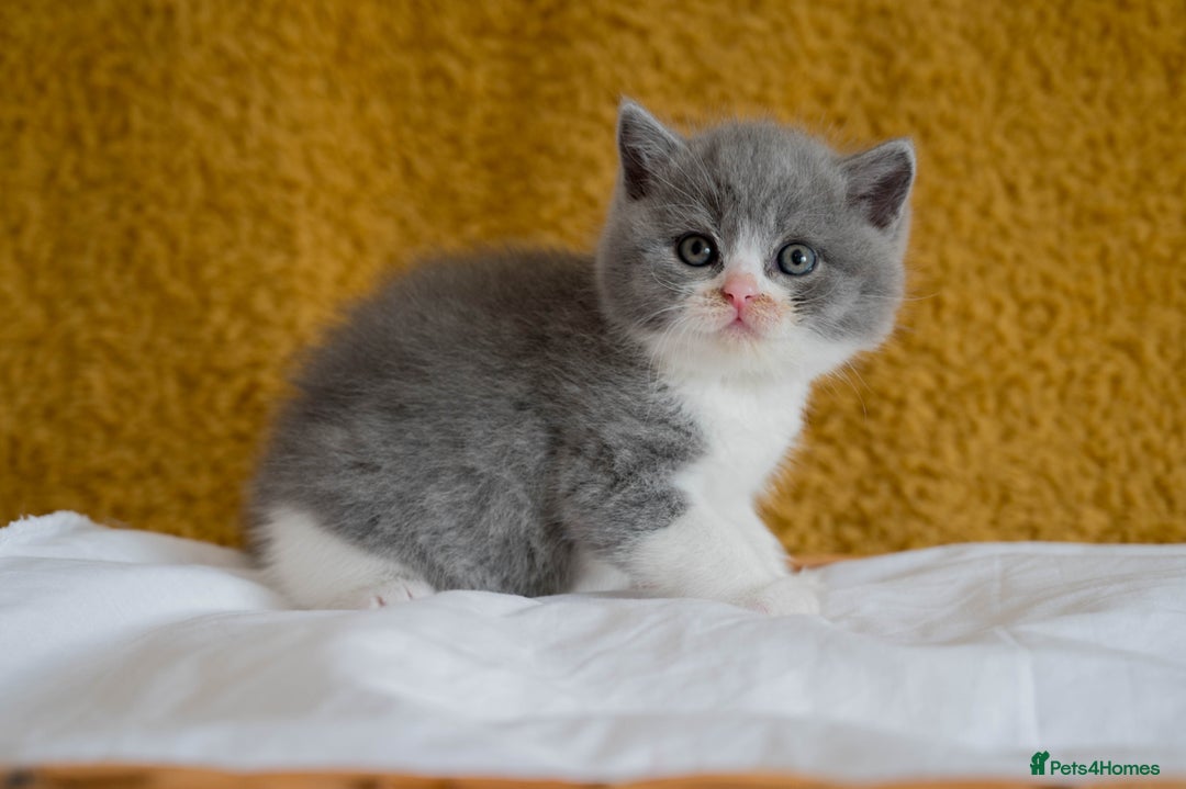 British Shorthair cats for sale: Stunning British Shorthair kittens - rare colours - Image 6