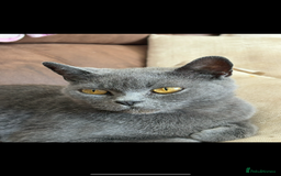 British Shorthair cats for sale: British shorthair female  - Image 2