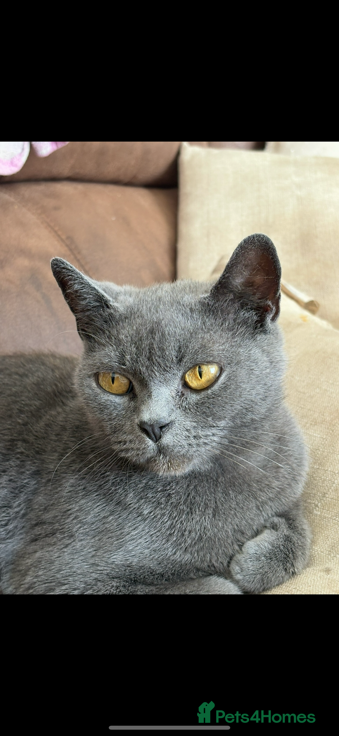 British Shorthair cats for sale: British shorthair female  - Image 2