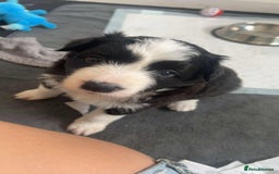 Border Collie dogs for sale: Beautiful Border collie Puppies - Image 12