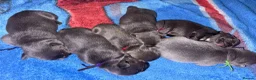 French Bulldog dogs for sale: aa blues lilacs  Frenchie pups  - Advert 6