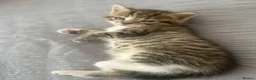 Mixed Breed cats for sale: 4 lovely kittens waiting for their forever home’s - Advert 19