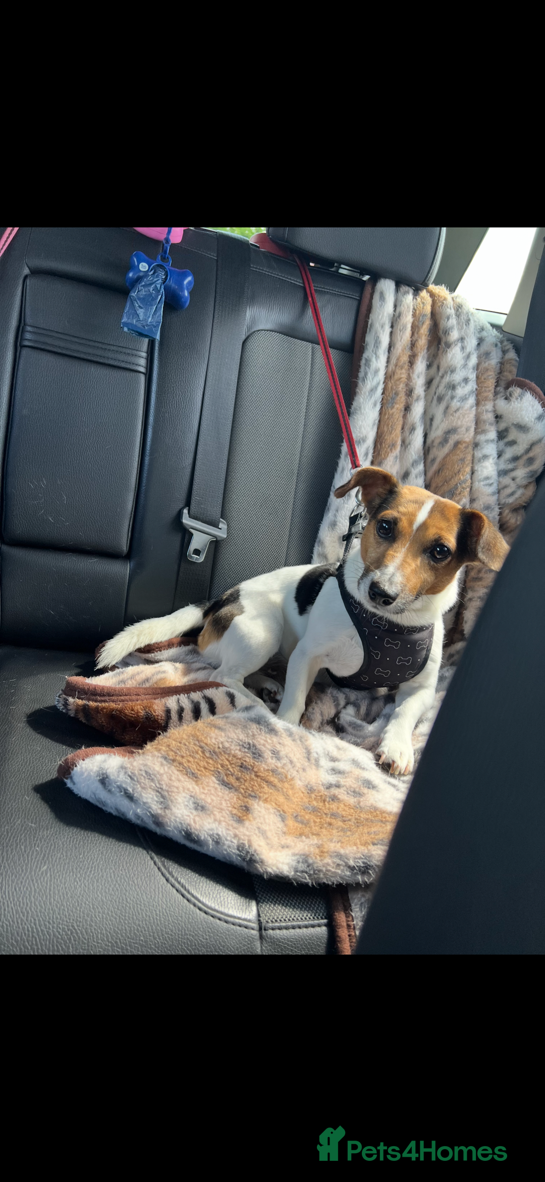 Jack Russell dogs for sale: 5 Jack Russel Puppies - Image 17