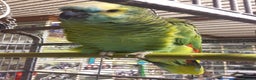 Parrots birds for sale: Blue cheeked Amazon parrot - Advert 1