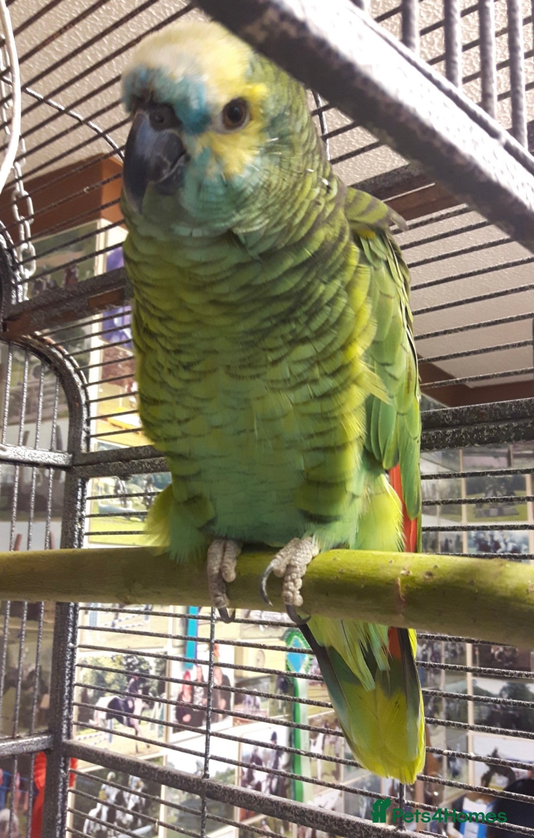 Parrots birds for sale: Blue cheeked Amazon parrot - Advert 1