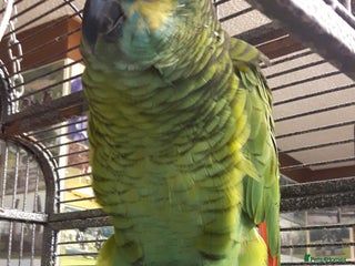 Parrots birds Blue cheeked Amazon parrot - Advert 2