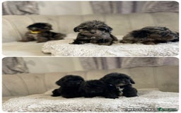 Cockapoo dogs for sale:  pra clear cockapoo puppy’s ready in 1 weeks - Image 1