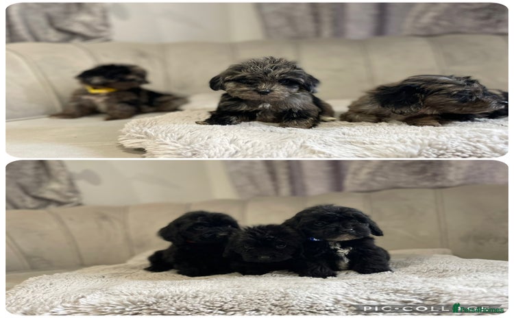 Cockapoo dogs - Advert 2