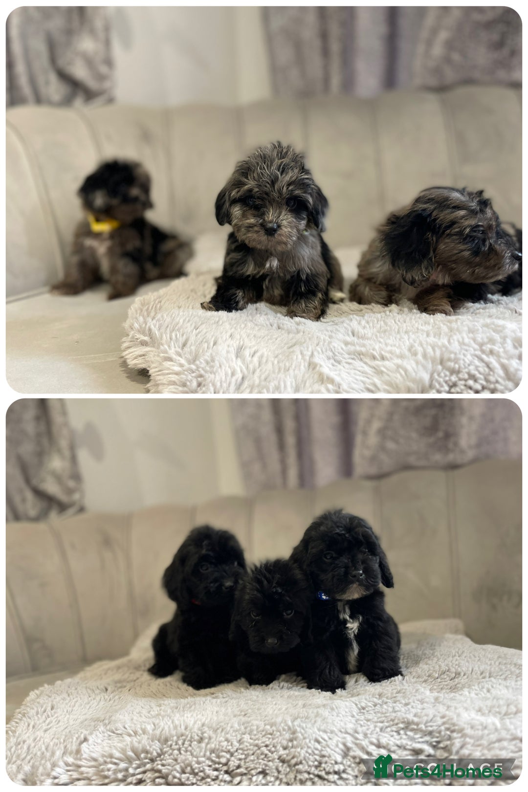 Cockapoo dogs for sale:  pra clear cockapoo puppy’s ready in 1 weeks - Image 1