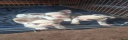 French Bulldog dogs for sale: Stunning Husky Koi French Bulldog Litter - Advert 9