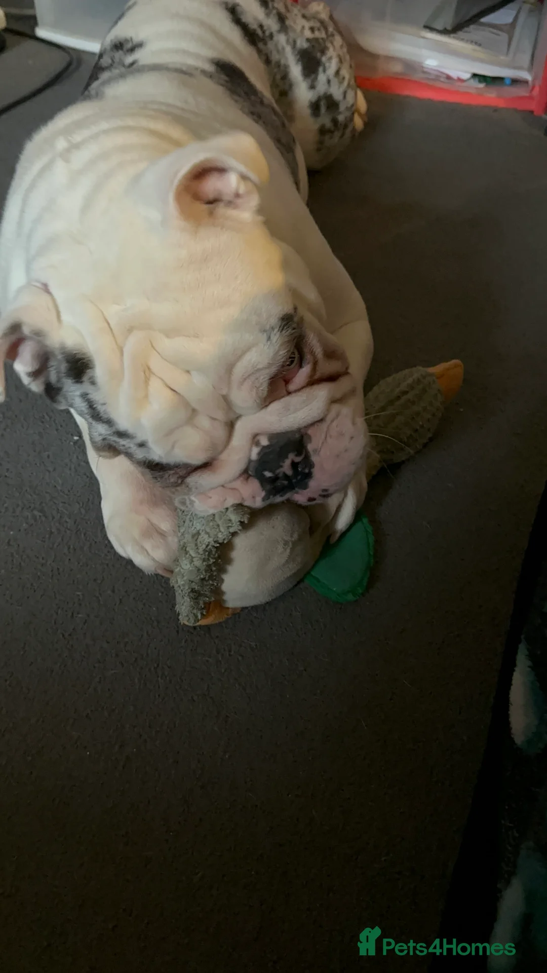 English Bulldog dogs for sale: Reggie looking for 5 star home  - Advert 8