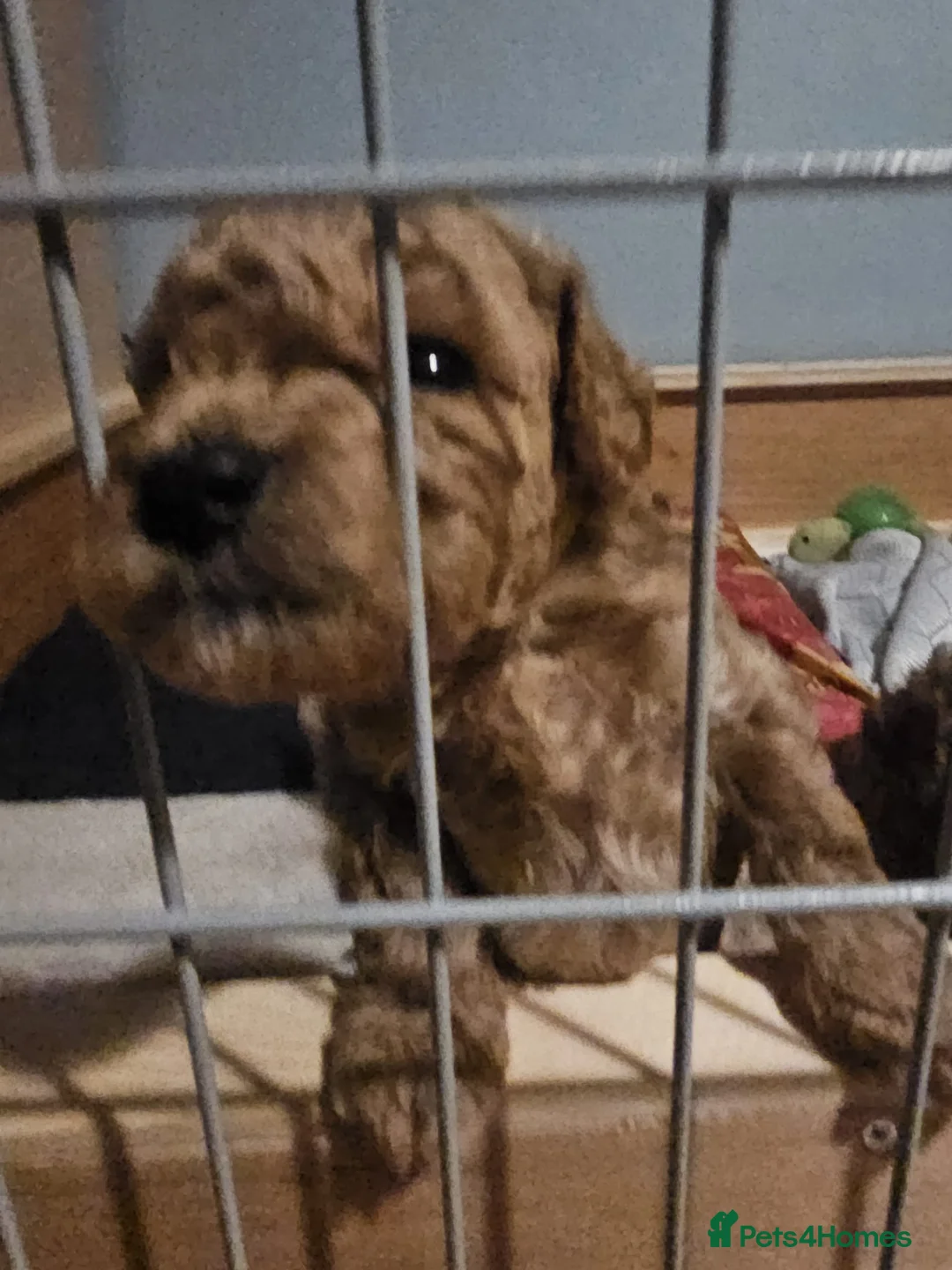 Cockapoo dogs for sale: Cockapoo puppies for sale - Advert 6