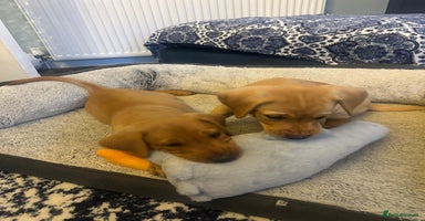 Labrador Retriever dogs in Blackpool - Advert 19
