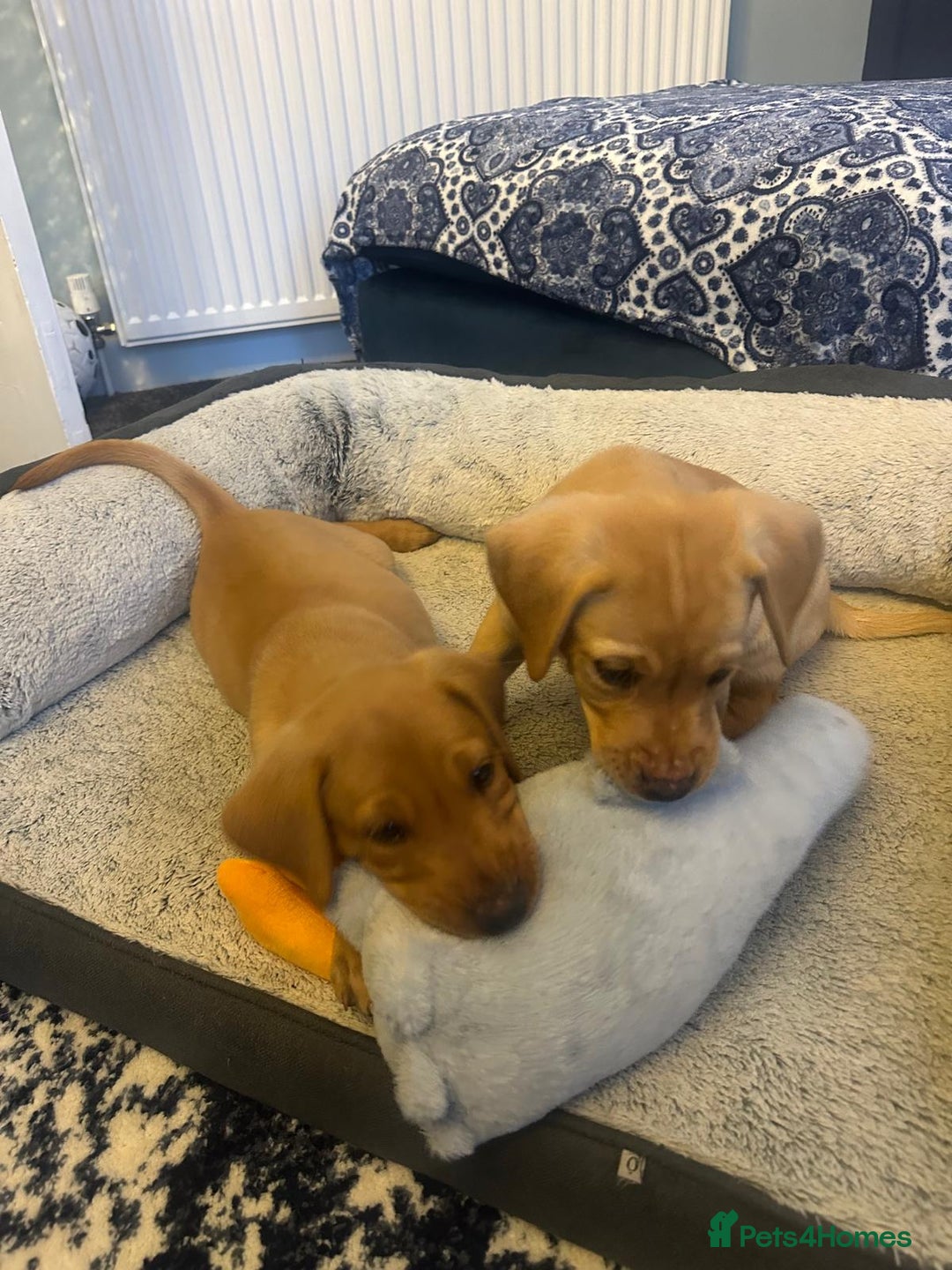 Labrador Retriever dogs for sale: Labrador boys READY NOW FTW Drakeshead Flycatcher  in Blackpool - Image 8